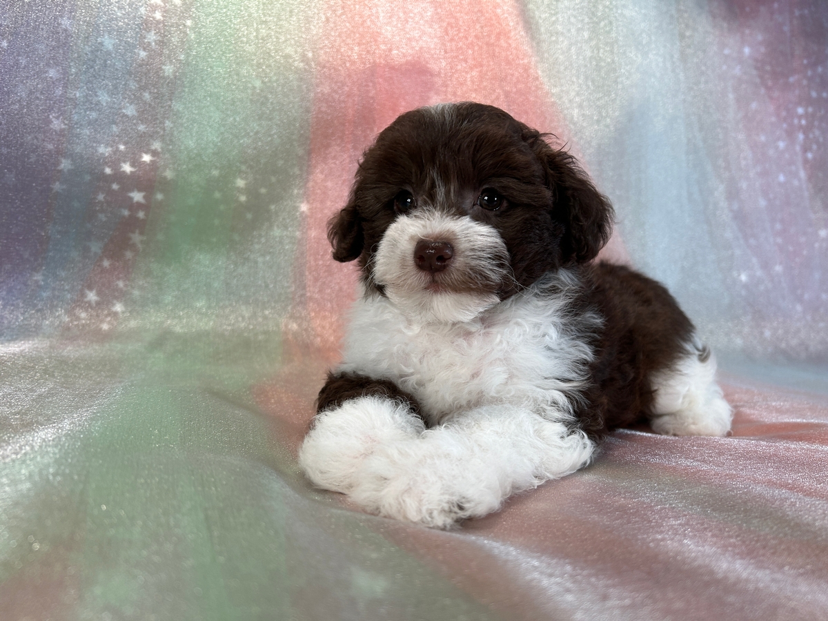 Female Chocolate and White Schnoodle Puppy for Sale $750 DOB 7-23-24